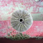 Sea Urchin Pink, Digital Collage, 2017, 16" x 20"