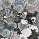 Lichens & Urchins, Digital Collage, 2017, 16" x 20"
